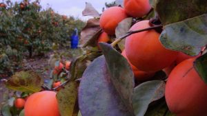 Árboles de granada: Mejores variedades, Guía de cultivo, cuidados, problemas y cosecha