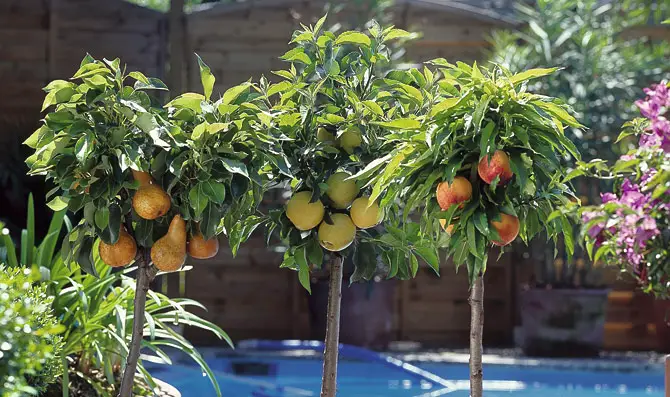 árboles frutales Patio - Consejos para mi huerto