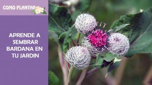 Bardana en crecimiento: La guía completa para plantar, cultivar y cosechar bardana