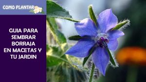 Borraja en crecimiento: Una guía completa sobre cómo plantar, cultivar y cosechar la borraja