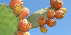 Cactus del higo chumbo
