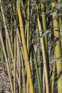 Cañas De Bambu