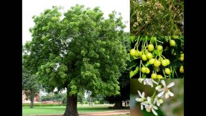 Cómo aprovechar el poder del aceite de neem para las plantas