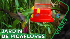 Cómo atraer colibríes a tu patio este verano de 15 maneras fáciles