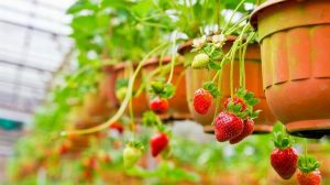 Cómo crear un jardín de vegetales colgantes para vegetales frescos al alcance de la mano