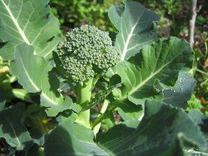 Cómo crecer brócoli