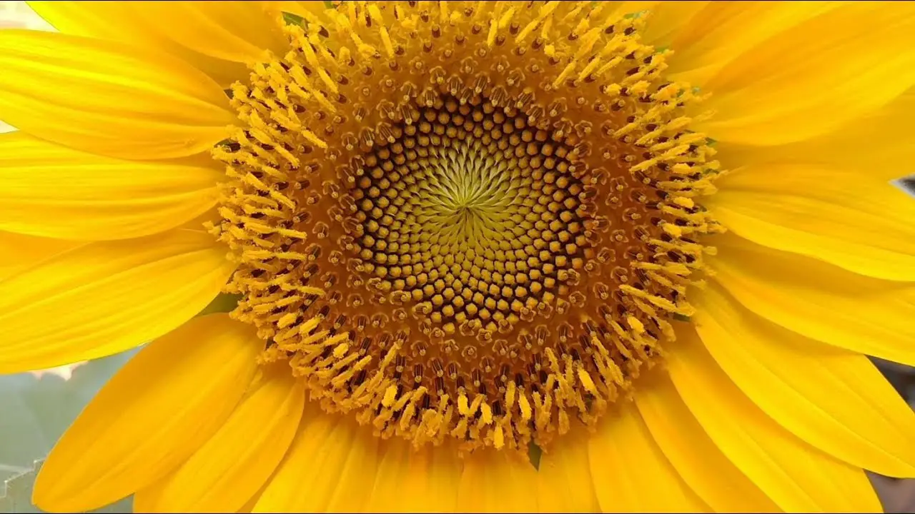 Cómo crecer girasoles - Consejos para mi huerto