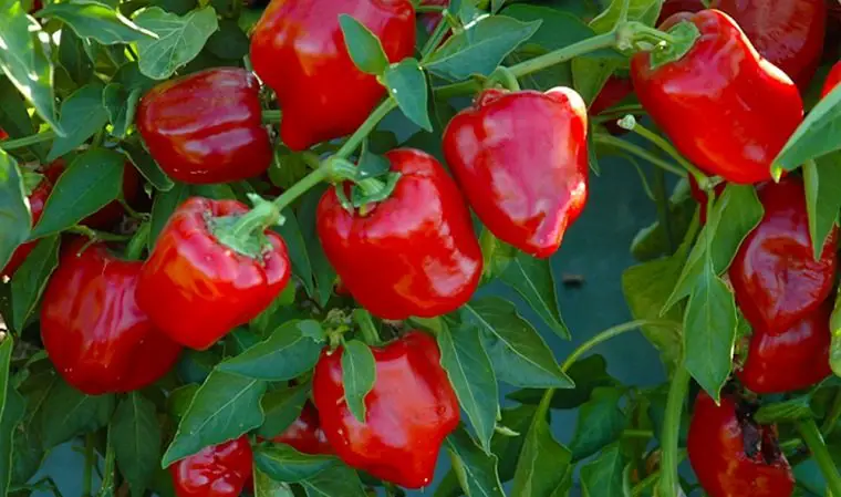 Guardar pimientos durante el invierno: Cómo guardar los pimientos en el