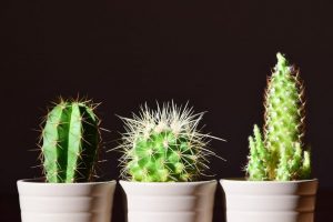 Cómo cuidar de una planta de cactus