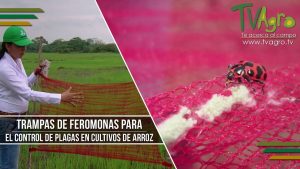 Cómo cultivar cultivos trampa para mantener las plagas bajo control