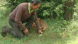 Cómo cultivar trufas en 7 pasos fáciles y obtener grandes beneficios