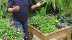 Cómo cultivar un jardín de ensaladas desde la semilla hasta la mesa