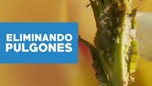 Cómo detectar y deshacerse de los áfidos en sus plantas de jardín