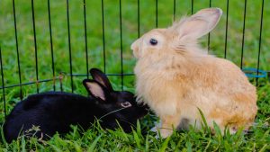 Cómo elegir el mejor repelente de conejos para su jardín