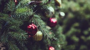 Cómo elegir y cuidar un árbol de Navidad vivo