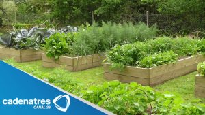 Cómo empezar un huerto: Una guía completa