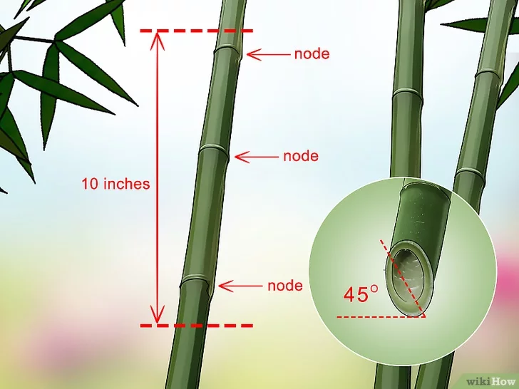 ¿Cómo hacer crecer el bambú