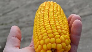 ¿Cómo hacer crecer el maíz