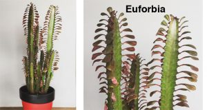 Cómo hacer feliz a sus plantas de interior