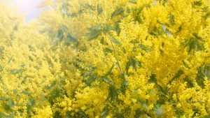 Cómo hacer que el suelo sea ácido, no importa el tipo de suelo.