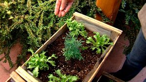 Cómo usar los bloques de tierra para iniciar mejor sus semillas