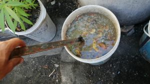 Cómo hacer y usar el té de abono aireado (ACT) en su jardín