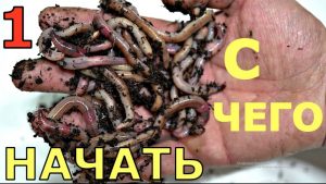 Cómo lidiar con los gusanos en su compost