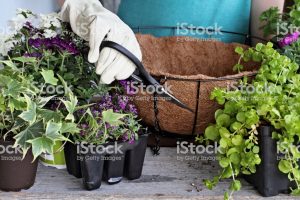 Cómo plantar una cesta colgante