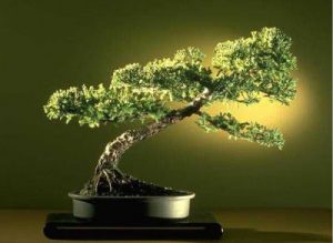 Cómo podar un árbol bonsai como el señor Miyagi