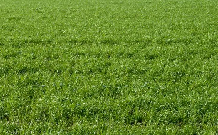 Cómo preparar el césped para el invierno - Consejos para mi huerto