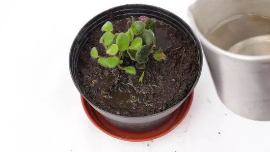 Cómo propagar las plantas por capas con un mínimo de trabajo