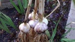 Cómo saber cuándo cosechar el ajo