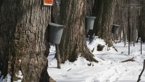 ¿Cómo se hace el jarabe de arce