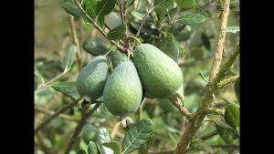 Creciendo Feijoa: La guía completa para plantar, cultivar y cosechar Feijoa