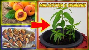 Creciendo melocotones: La guía completa para plantar, cuidar y cosechar melocotones