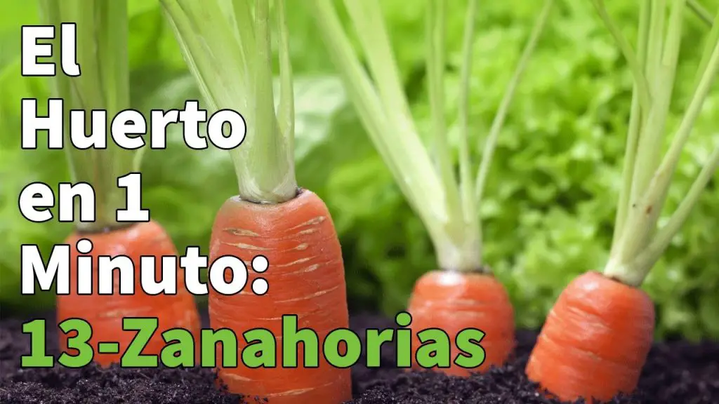 Crecimiento de zanahorias Guía para principiantes para plantar y