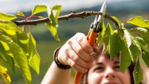 Cuándo y cómo podar árboles, arbustos y flores correctamente