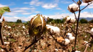 Cultivando algodón: Una guía completa sobre cómo plantar, cultivar y cosechar algodón
