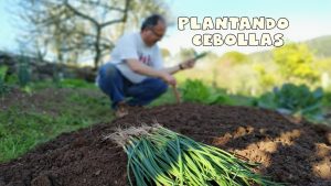 Cultivando Bok Choy: La guía completa para plantar, cuidar y cosechar Bok Choy
