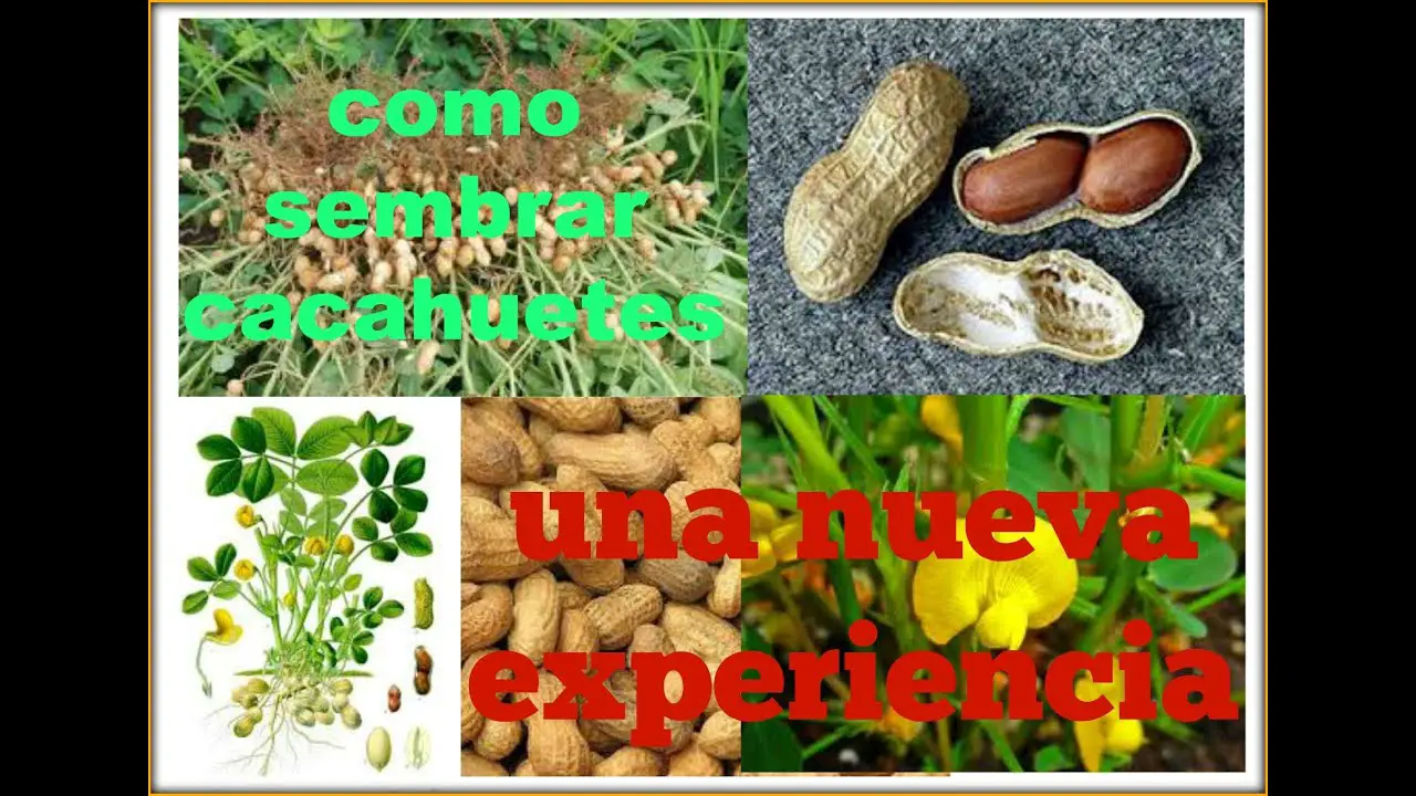 Cultivando cacahuetes: La guía completa para plantar, cultivar y cosechar cacahuetes - Consejos