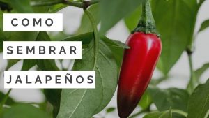 Cultivando Chili Peppers: La guía completa para plantar, cuidar y cosechar chiles