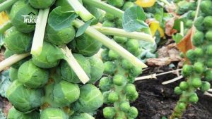 Cultivando coles de Bruselas: Una guía completa para plantar, cultivar y cosechar coles de Bruselas