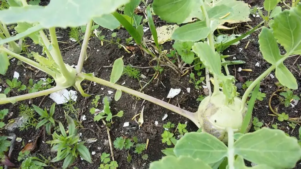 ¿Cómo elegir el invernadero de su jardín? - Consejos para mi huerto