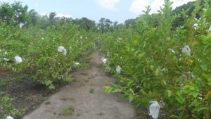 Cultivando guayaba: La guía completa para plantar, cuidar y cosechar la guayaba