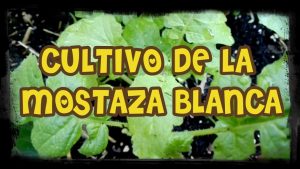Cultivando hojas de mostaza: La guía completa para plantar, cultivar y cosechar hojas de mostaza