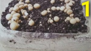 Cultivando hongos de botón: Una guía completa sobre cómo plantar, cultivar y cosechar champiñones con botón de crecimiento