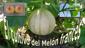 Cultivando melón: La guía completa para plantar, cuidar y cosechar melón