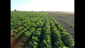 Cultivando soja: La guía completa para plantar, cultivar y cosechar soja