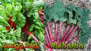 Cultivo del ruibarbo: variedades, guía de plantación, cuidados, problemas y cosecha