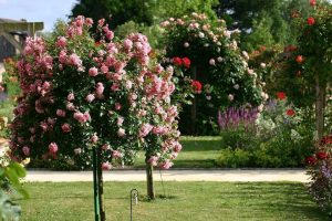 Cultivo rosas patio en recipientes